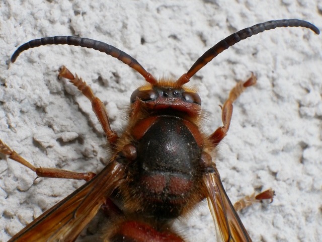 Vespa crabro, maschio